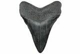 Fossil Megalodon Tooth - South Carolina #306291-1